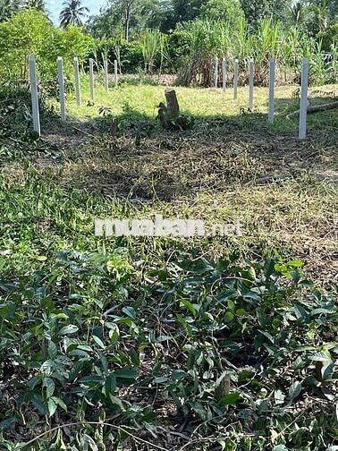 🏡CHÍNH CHỦ BÁN ĐẤT THỔ CƯ – XÃ THANH ĐIỀN, TP TÂY NINH