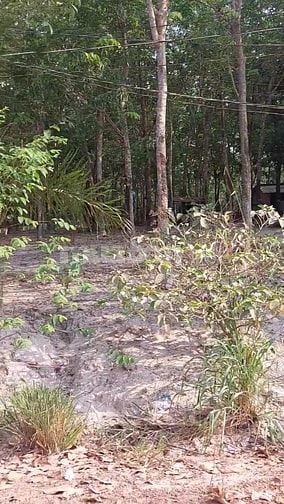 Giảm thêm 200 triệu bán gấp đất cao su ngay chợ Long Nguyên