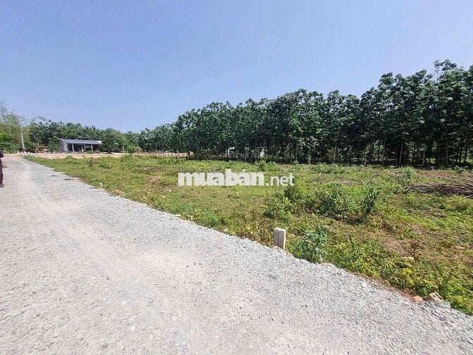 BÁN ĐẤT THỔ CƯ 138m² – BẾN CỦI, DƯƠNG MINH CHÂU, TÂY NINH  Diện tích: