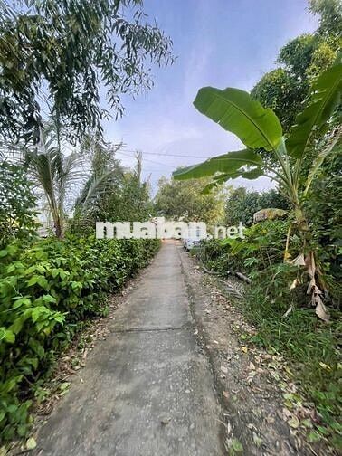 Bán đất vườn gần cầu Bạch Ngưu, đã có sổ, mặt bằng 70%