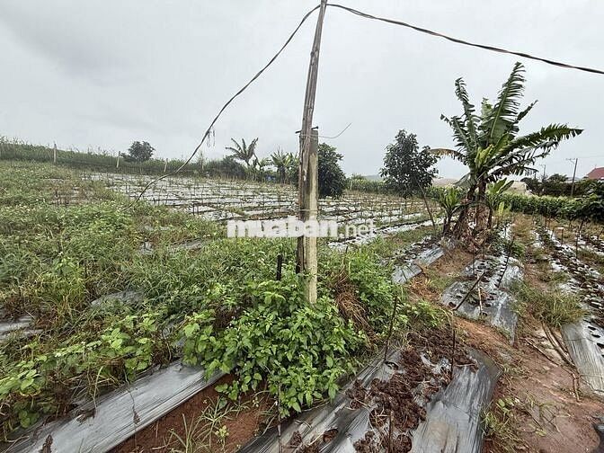 Bán đất nghỉ dưỡng có sẳn thổ cư, xây dựng tự do; vùng ven Đà Lạt