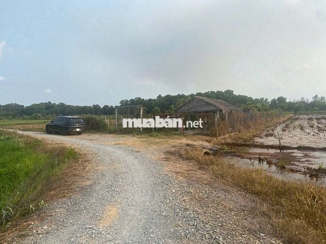 Tân Thạnh Tây, Củ Chi (Chính Chủ bán giá nhỉnh 3 tỳ)