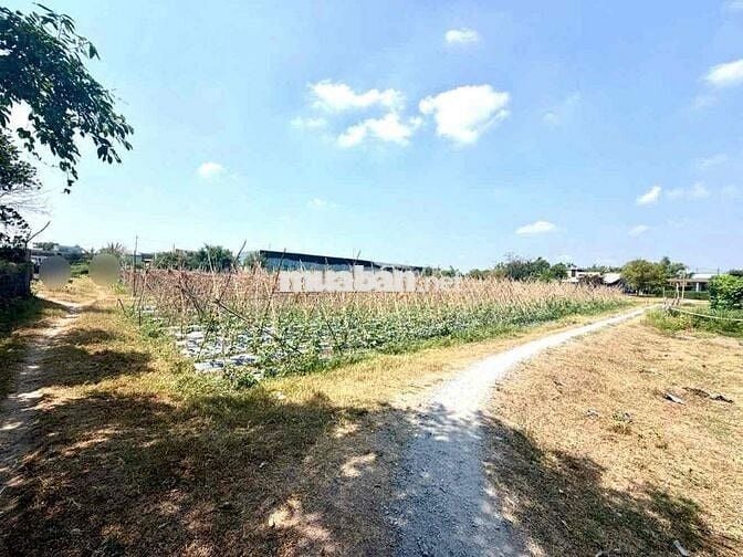 đất Khu Dân Cư . gần KCN Vĩnh Lộc . Tân Bình  Chín Chủ