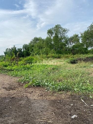 Bán đất cần giờ,MT sông rạch cá gấu lớn 