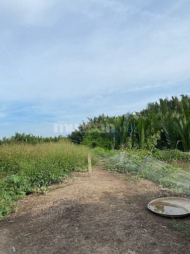 Bán đất cần giờ,MT sông rạch cá gấu lớn 