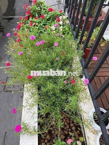 Chính chủ bán nhà Quận 8 - Sổ hồng hoàn công - 6,2 tỷ