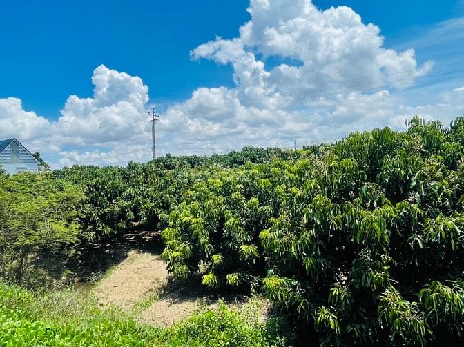SANG LẠI VƯỜN NHÃN 70.000M2 ĐẤT CÓ SẴN THỔ CƯ CẠNH KHU DU LỊCH APSARA