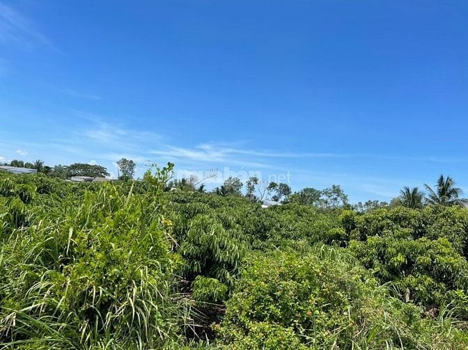 SANG LẠI VƯỜN NHÃN 70.000M2 ĐẤT CÓ SẴN THỔ CƯ CẠNH KHU DU LỊCH APSARA