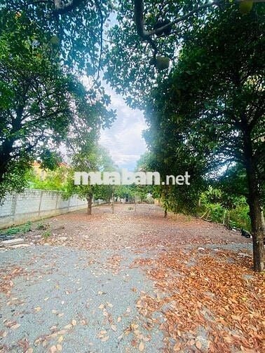ĐẤT VƯỜN BÌNH NHÂM 05 ,LÁI THIÊU ,TP HCM 