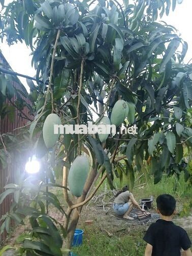 Đất vườn 300mv. Vĩnh Tân.Tân uyên.Bình Dương.giáp visip 2 mở rộng