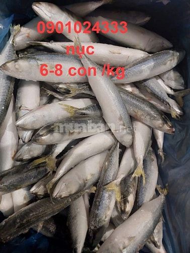 Cá Nục Sapa giá sĩ tận kho Hồ Chí Minh