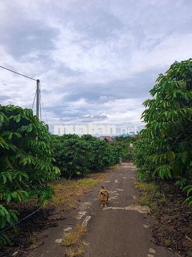 Đất mặt tiền 10m đường Lê Lai Di Linh Lâm Đồng