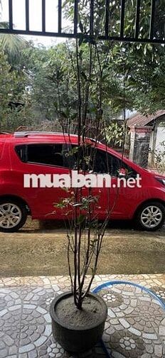 Chevrolet Spark 2017 Đỏ 4 chỗ