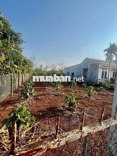 KM35.5 - Ea Phe - CHÍNH CHỦ CẦN BÁN LÔ ĐẤT ĐẸP KHU DÂN CƯ