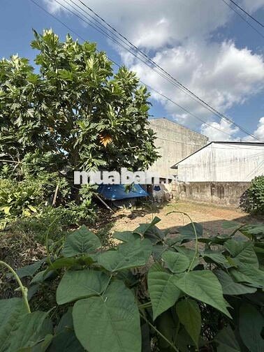 cần bán nhà mặt tiền đường quốc lộ 54 xã trà ôn vĩnh long