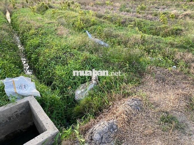 Bán đất lúa khu Nhơn Thạnh Trung, ô tô vào tới đất, thông DT833