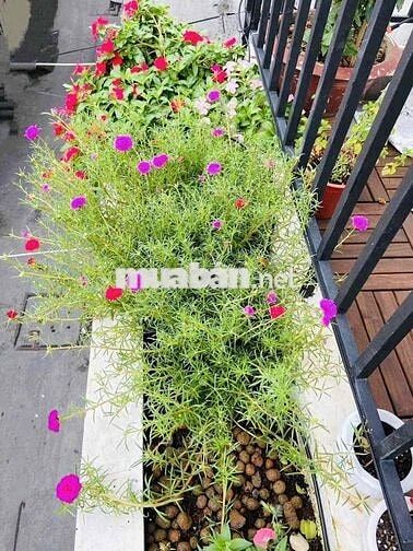 🛑Nhà mới đẹp, 3 tầng (4.3x10m), sổ đẹp, hẻm 3.5m Âu Dương Lân