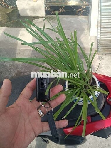 Honda Vision 2019 Đặc biệt màu Đen