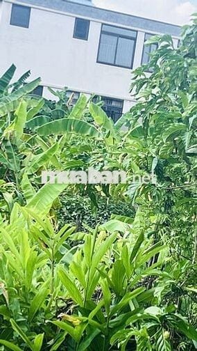 Đất Mặt Tiền 16x61m –972m² Chỉ 8 Tỷ, Phù Hợp Làm Xưởng & Biệt Thự Vườn