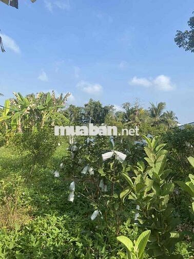 Bán đất thổ cư lớn mặt tiền đường nhựa đường nhựa