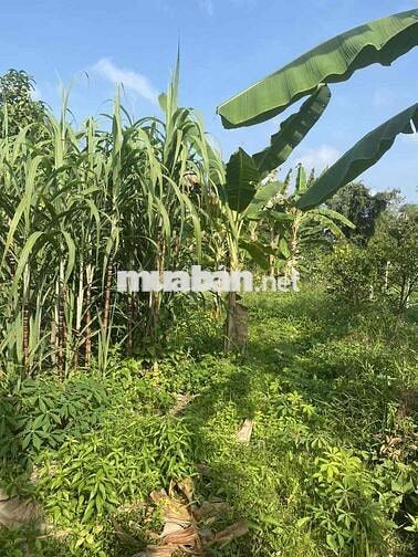 Bán đất thổ cư lớn mặt tiền đường nhựa đường nhựa