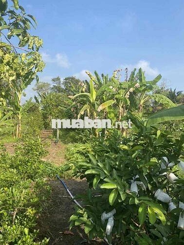 Bán đất thổ cư lớn mặt tiền đường nhựa đường nhựa