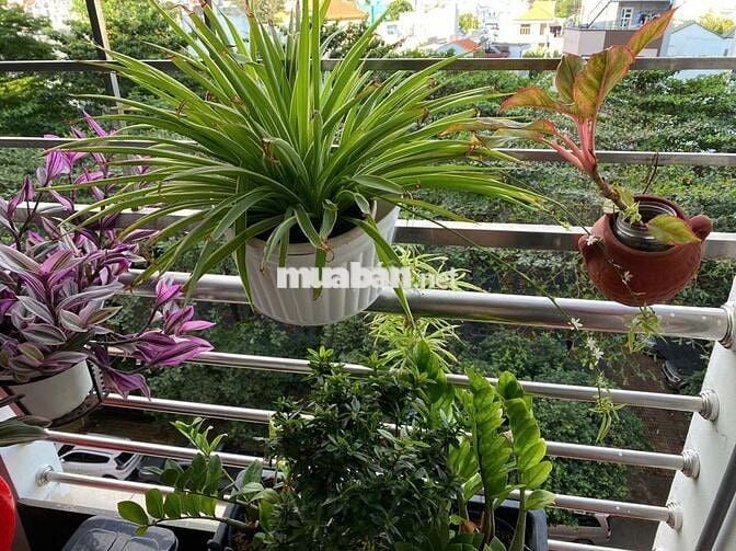 Bán chung cư Phường Gò Vấp (P.17 cũ), trục Nguyễn Oanh. Đã có sổ ạ ^^