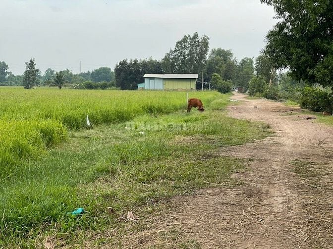 MẶT TIỀN NGUYỄN THỊ LY – XUÂN THỚI SƠN, HÓC MÔN