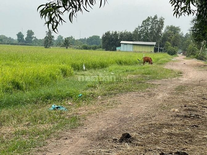 MẶT TIỀN NGUYỄN THỊ LY – XUÂN THỚI SƠN, HÓC MÔN