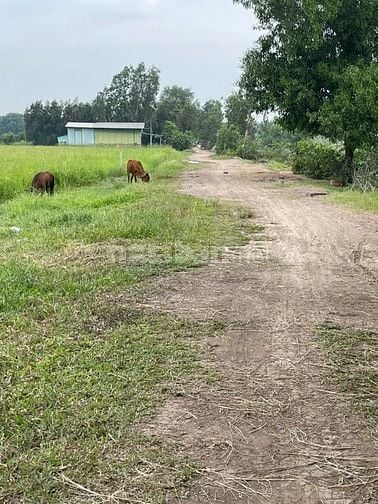 MẶT TIỀN NGUYỄN THỊ LY – XUÂN THỚI SƠN, HÓC MÔN