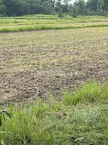 MẶT TIỀN NGUYỄN THỊ LY – XUÂN THỚI SƠN, HÓC MÔN