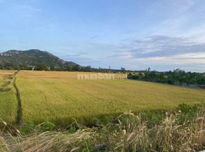 Cần bán gấp đất mặt tiền tuyến chánh quốc lộ 91 Vĩnh Tế An Giang 