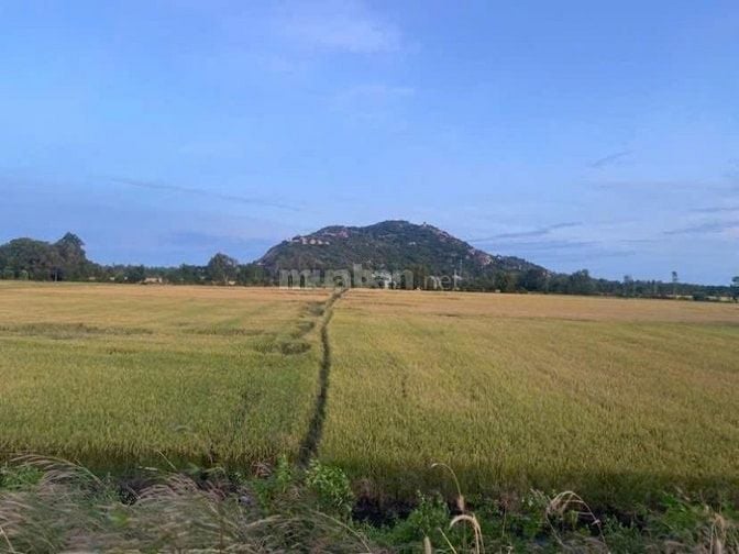 Cần bán gấp đất mặt tiền tuyến chánh quốc lộ 91 Vĩnh Tế An Giang 