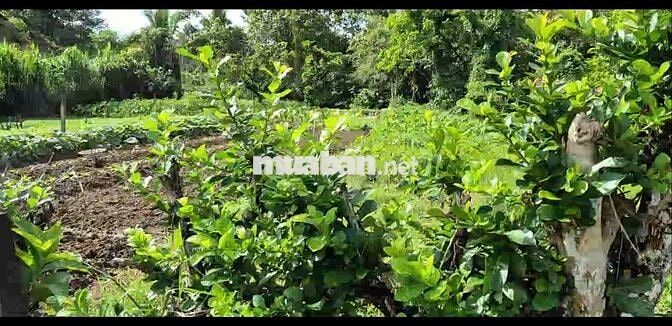 Đất MaĐaGuôi – chính chủ – 790tr – sổ riêng – đường xe hơi