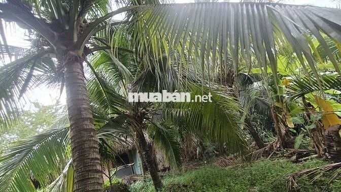 Đất 4000m , 2000 thổ cư , ngay bệnh viện Nhi Đồng 3 