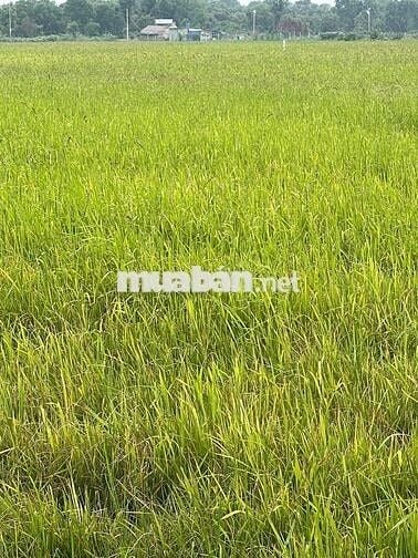 MẶT TIỀN NGUYỄN THỊ LY. HÓC MÔN. TPHCM
