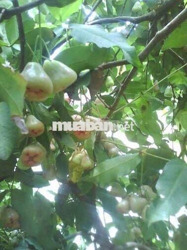 NHÀ VƯỜN THẾ ĐẤT VÀNG PHONG THUỶ, ĐA MỤC ĐÍCH SỬ DỤNG
