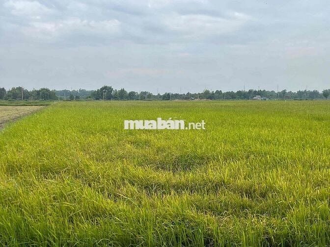 MẶT TIỀN NGUYỄN THỊ LY. HÓC MÔN. TPHCM