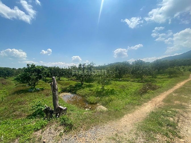 Công ty Đấu giá Hợp danh Sao Việt 