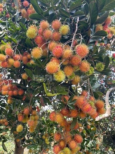 nhà vườn nghỉ dưỡng phường bình lộc thành phố đồng nai