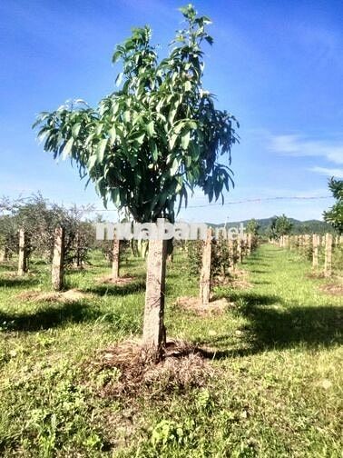 BÁN ĐẤT VƯỜN GIÁ CỰC TỐT, DIỆN TÍCH 6000M2