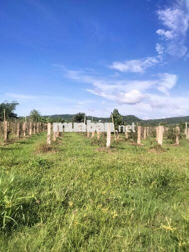 BÁN ĐẤT VƯỜN GIÁ CỰC TỐT, DIỆN TÍCH 6000M2