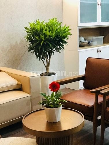 🏙️ **TỔNG HỢP QUỸ CĂN ĐẸP CHUNG CƯ MHDI CT5 – CT6 LÊ ĐỨC THỌ 