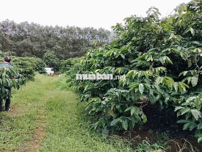 Sốc: 5ha Cà Phê Gia Lai Giá 1.8 Tỷ/Ha, Cách Pleiku 10km!