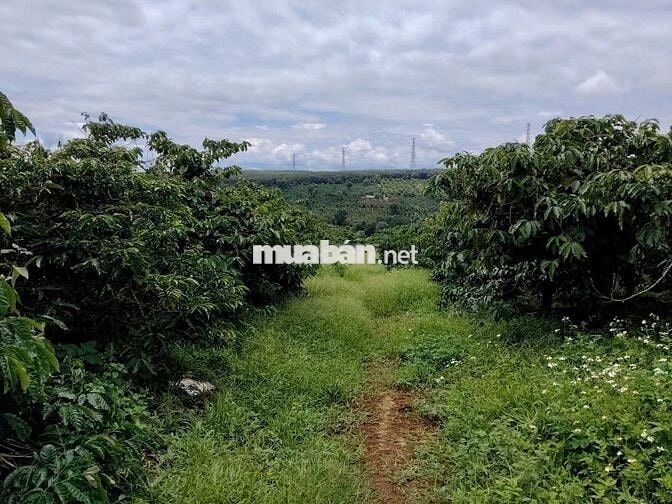 Sốc: 5ha Cà Phê Gia Lai Giá 1.8 Tỷ/Ha, Cách Pleiku 10km!