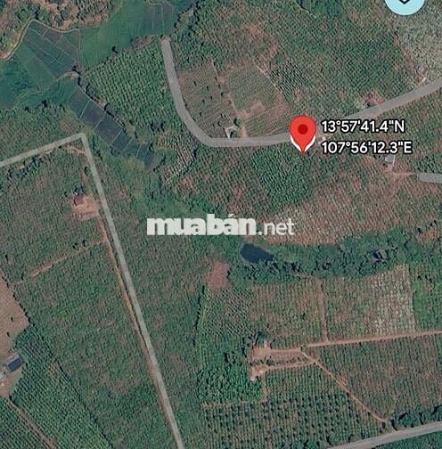 Sốc: 5ha Cà Phê Gia Lai Giá 1.8 Tỷ/Ha, Cách Pleiku 10km!