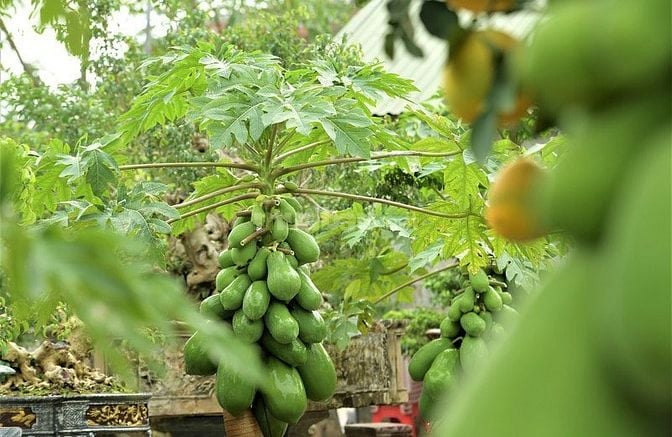 Chỉ 520 triệu sở hữu đất vườn La Ngà gần sông và Hồ Trị An