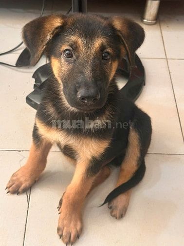 Bán chó con bergie Đức thuần chủng 2 tháng tuổi 8kg, đã tiêm ngừa
