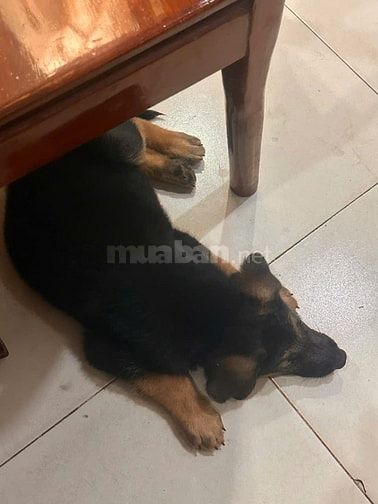 Bán chó con bergie Đức thuần chủng 2 tháng tuổi 8kg, đã tiêm ngừa