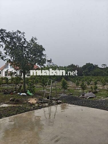 đất vườn có 300m2 thổ cư cây ăn trái